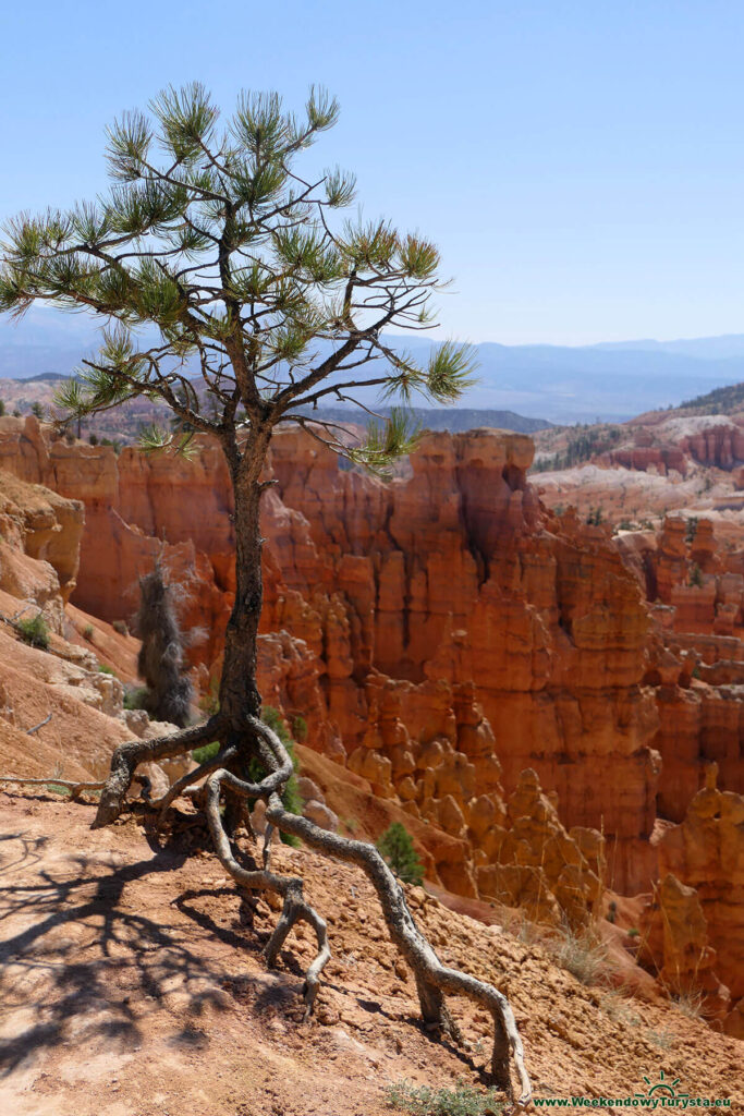 Widok na Bryce Canyon