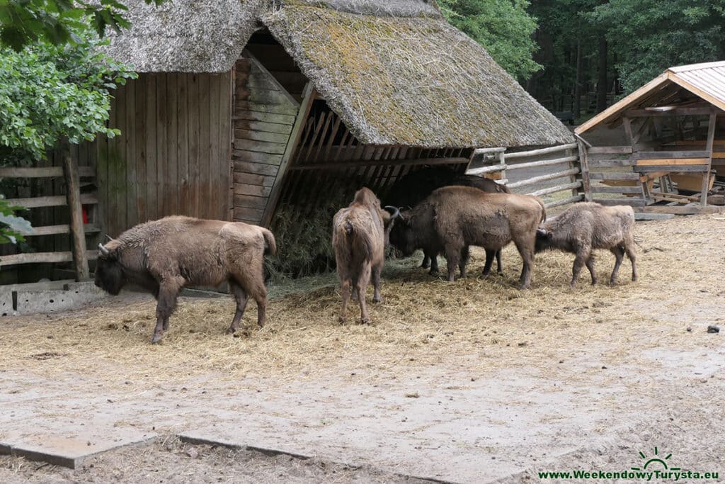 Woliński Park Narodowy - pokazowa zagroda żubrów w Międzyzdrojach